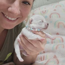 Chihuahua Puppies from Pretty Little Chis