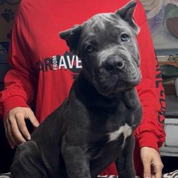 1st pick Male (Read the description) - Gray male Cane Corso puppy in Clewiston, Florida from Far From Average Kennels