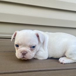 French Bulldog All Grown Up from Phoebes Frenchies