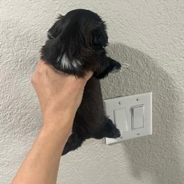Shih Tzu Puppies from Hand Raised Shih Tzu’s