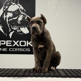 Female 4 - Gray brindle female Cane Corso puppy in Cashion, Oklahoma from APEXOK Cane Corsos