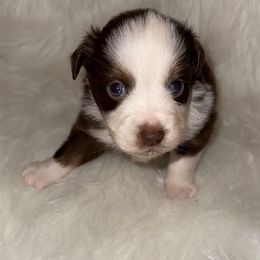 Boy 2 - Red tri male Miniature Australian Shepherd puppy in Corydon, Indiana from Arbuckle’s Lookin Good Aussies (LGA)