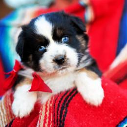 Marshmellow Pie - Black tri-color female Australian Shepherd puppy in Paola, Kansas from Tiz Ranch