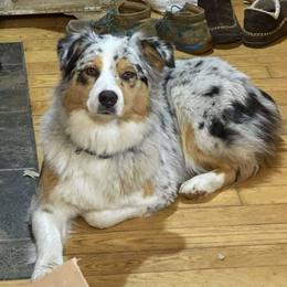 Australian Shepherd puppies from Misty Feather Aussies