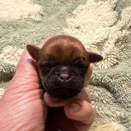 Mandolorian - Red male Brussels Griffon puppy in Seneca, Missouri from Stephanie’s Puppy Colony