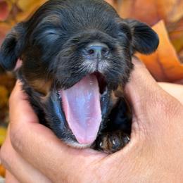 January - Tri-color male Cavapoo puppy in Yuciapa, California from AlltheDoodlez_