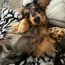 Mack - Black and cream male Dachshund puppy in Middlebury, Indiana from Hoosier Doxies