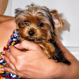 Karoline CKC DNA - Blue and gold female Yorkshire Terrier puppy in Cape Coral, Florida from Katherine’s Yorkies and Poodles