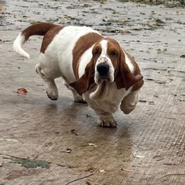 Scarlet Pumpernickel Pickle - Basset Hound