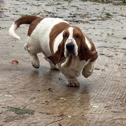 Scarlet Pumpernickel Pickle - Basset Hound