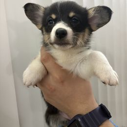 Dancer - Black and tan female Pembroke Welsh Corgi puppy in Loma Linda, California from Osorio’s Corgis