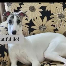 Ilo - Whippet