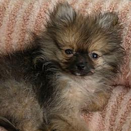Charlie - Cream sable male Pomeranian puppy in El Centro, California from BabyBooPoms