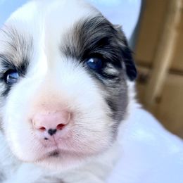 Boy 3 - Australian Shepherd puppy in Whitesburg, Georgia from Velocity Farms, farm raised Aussies