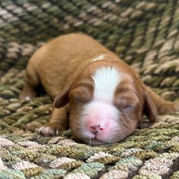 Marshall - Ruby male Cavalier King Charles Spaniel puppy in Iowa from Pine Haven Cavaliers