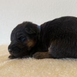 Boy 2 - Black and red male German Shepherd puppy in Battle Ground, Washington from Purebred Elite Shepherds