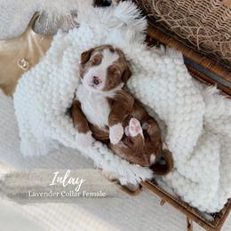 Inlay - Apricot female Goldendoodle puppy in Roanoke Rapids, North Carolina from Sweeter than Honey Doodles