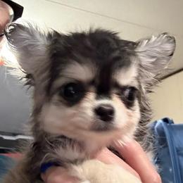 Koda - Chihuahua