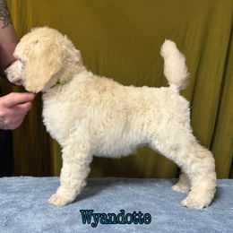 Wyandotte - Cream female Poodle puppy in Aurora, Colorado from Chiaroscuro Kennel