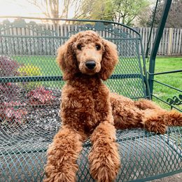 Poodle All Grown Up from A & K Kennels