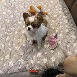 Rosie - Red and white female Chihuahua puppy in East Syracuse, New York from Blissful’s Chihuahuas