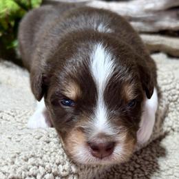Dasher(has tail) - Red tri-color male Australian Shepherd puppy in Butler, Georgia from Aussies at Howling Hill Farm