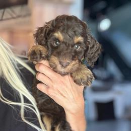 Koala - Phantom male Bernedoodle puppy in Jackson, Missouri from Pincksten Family Doodles