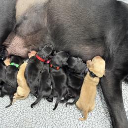 Red - Black male Labrador Retriever puppy in Derby, Kansas from Wheatland Retrievers
