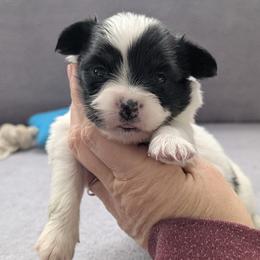 Cotton - White and black male Papillon puppy in Dorset, Ohio from Classy Country Papillons