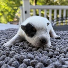 Girl 3 - Blue speckled female Australian Cattle Dog puppy in Amesbury, Massachusetts from Fox Hill Farm & K9