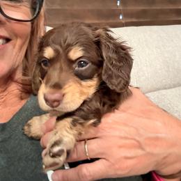 Toffee (Mint) - Chocolate and cream female Dachshund puppy in Cherry Valley, California from Sugar and Spice Dachshunds