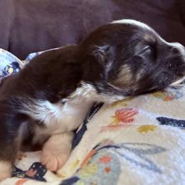 Charm - Black tri-color female Australian Shepherd puppy in Celina, Tennessee from CumberlandRidge Australian Shepherds