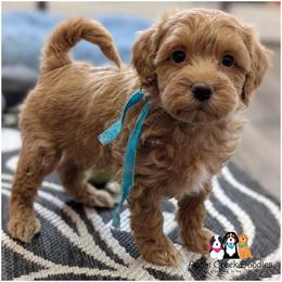 Hadley - - Apricot female Goldendoodle puppy in Jeddo, Michigan from Apple Creek Doodles