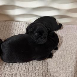Marty - Black male Brussels Griffon puppy in Oklahoma from Lavish Griffons