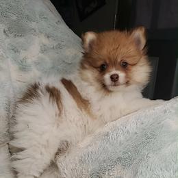 Girl 1 - Chocolate parti female Pomeranian puppy in Tulsa, Oklahoma from CP Kennels
