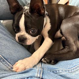 Boston Terrier Puppies from NW Boston Terriers