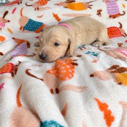 Rosalie - Cream female Dachshund puppy in Molino, Florida from Dooney's Dachshunds