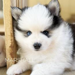 Marshall - Black and white male Pomsky puppy in Grass Valley, California from Karalot Pomskies