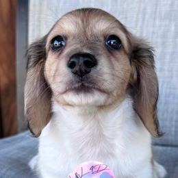 Shaded Cream Dapple Piebald Boy - Dapple male Dachshund puppy in Houston, Texas from L&L 4D Dancer’s Dachshunds