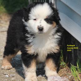 Spirit - Black tri male Miniature American Shepherd puppy in Hillsdale, Michigan from Faithwalk Aussies and Mini American Shepherds