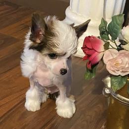 Chihuahua and Chinese Crested Puppies from Western Kentucky Chihuahua’s and Chinese Crested’s