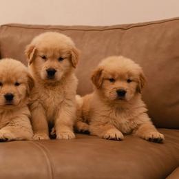 Golden Retriever Puppies from Sound Golden Retrievers