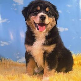 Dewey - Black tri-color male Australian Shepherd puppy in Waddell, Arizona from Winsome Aussies