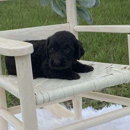 Aussiedoodles, Goldendoodles, and Labradoodles from Cherokee Rose kennels