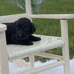 Aussiedoodles, Goldendoodles, and Labradoodles from Cherokee Rose kennels