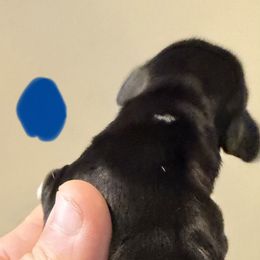 No.1 black and tan white on chest - Black and tan male Dachshund puppy in Martinsville, Indiana from Witchy Woman’s Wiener’s