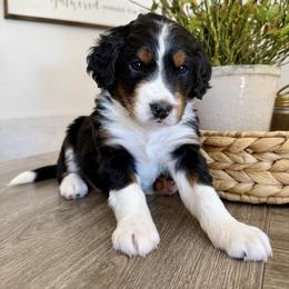Merle Haggard - Tri-color male Bernedoodle puppy in Draper, Utah from Salt City Farm