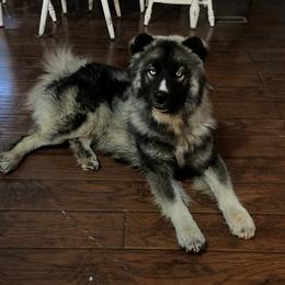 Cayde - Siberian Husky