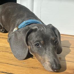 Louie - Dachshund