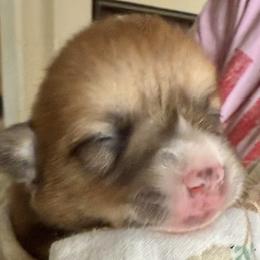 Diva - Red female Pembroke Welsh Corgi puppy in Riverside, California from Four Aces Corgis